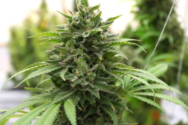 Blacksprut фейк фишенг панель