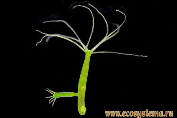 Кракене зеркало