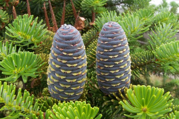 Логин для блэк спрута