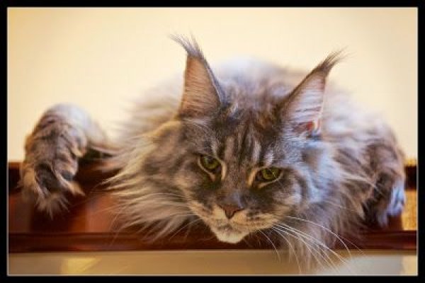 Блэкспрут 2fa