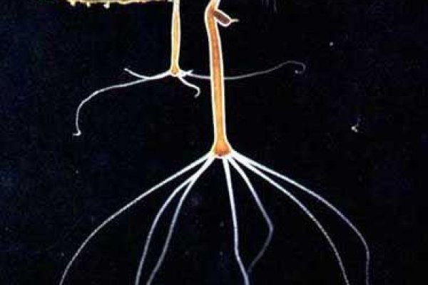 Сыски на блэкспрут