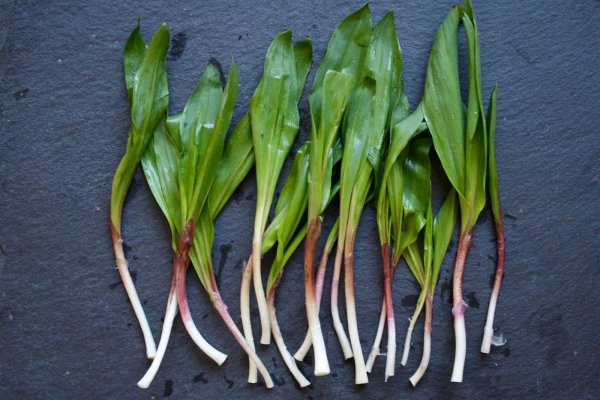 Кракен 17 at radiosvod.ru