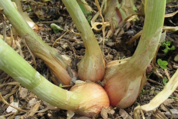 Кракен активные ссылки