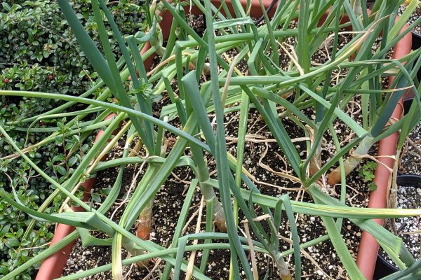 Https blacksprut net