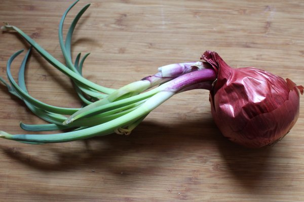 Как пользоваться black sprut