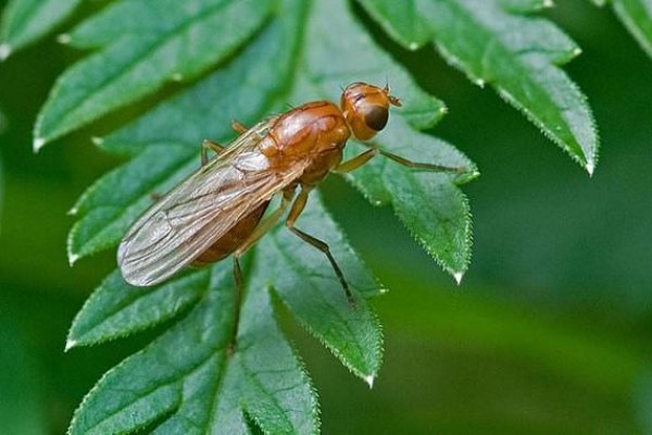 Какая актуальная ссылка на кракен