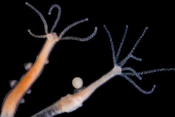 Кракен ссылка онлайн