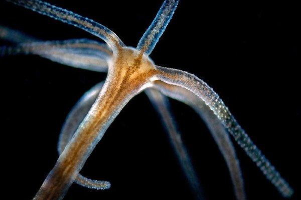 Ссылка кракен зеркала рабочая ссылка кракен зеркала рабочая