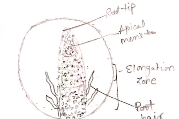 Ссылка ра блэкспрут