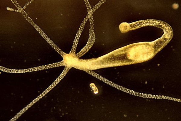 Кракен сайт зайти