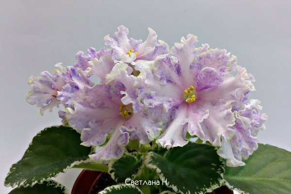 Как купить в блакспруте