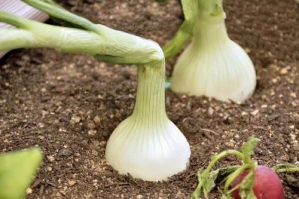 Кракен сайт зеркало tvsmena.ru