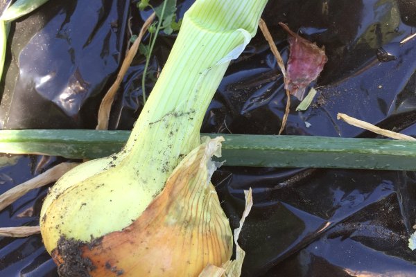 Офиц ссылка на кракен