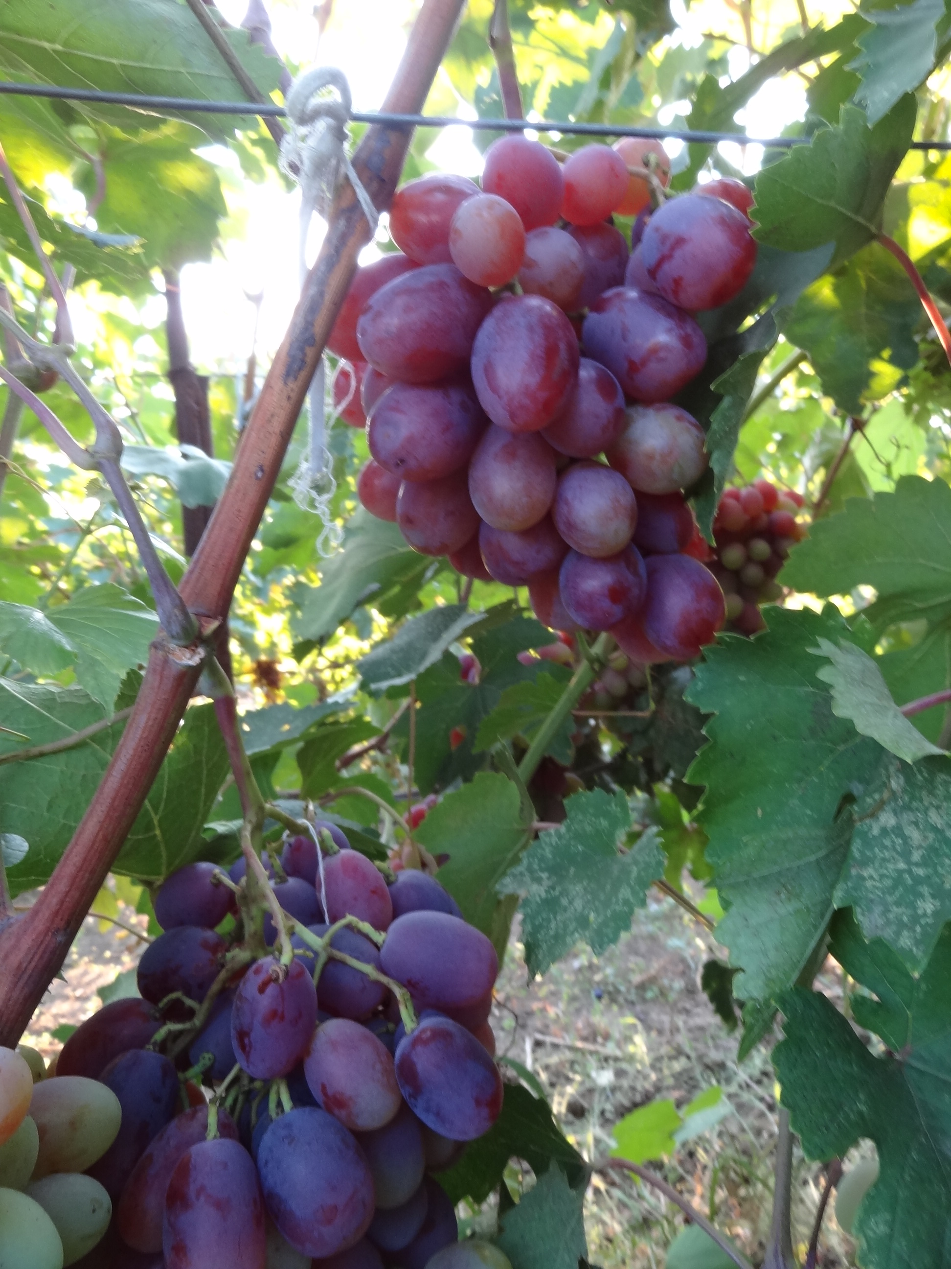 Блекспрут ссылка