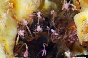 Сайт кракена наркотики форум