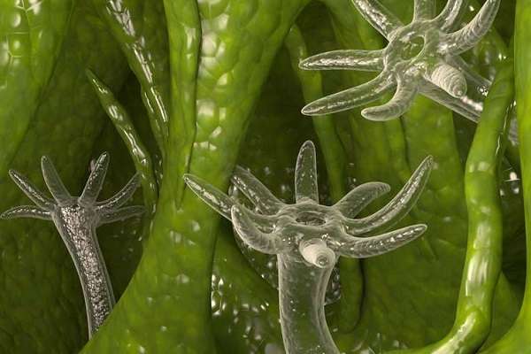 Ссылка на кракен